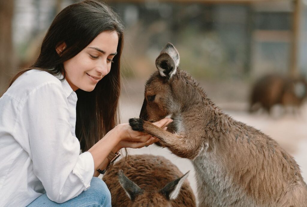 Get mesmerised by koalas, bounding kangaroos, and colourful birdlife